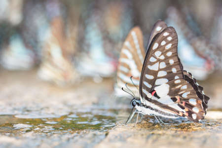 Beautiful butterfly eating  in natureの写真素材