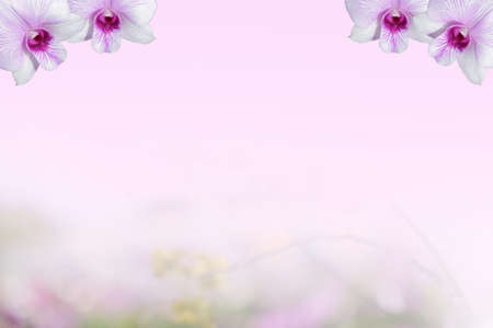 Background pink orchidの写真素材