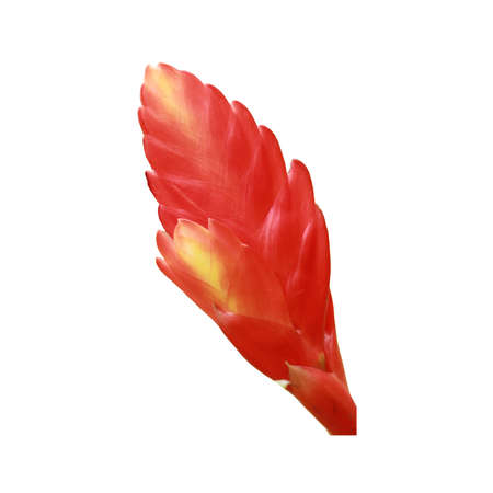 Red flower isolated on white backgroundの写真素材