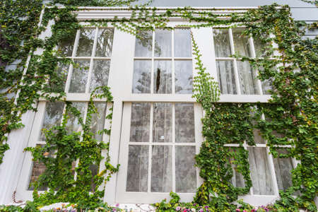 white windowsの写真素材