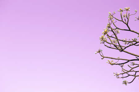 lelawadee flower
