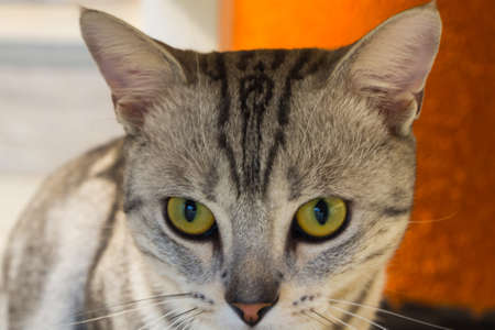 portrait of female cat