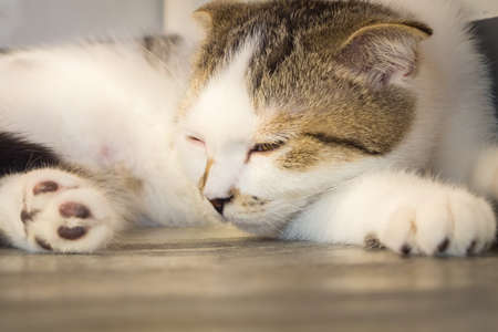 portrait of female cat