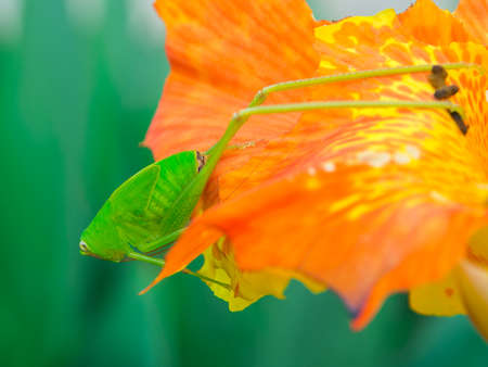grasshopper and canna flower in natureの写真素材