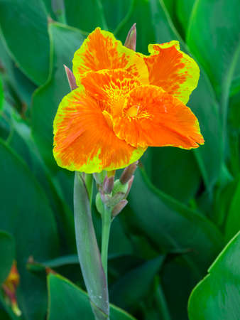 grasshopper and canna flower in natureの写真素材
