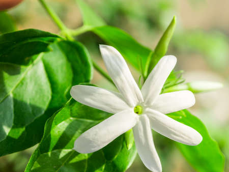 white flower in natureの写真素材