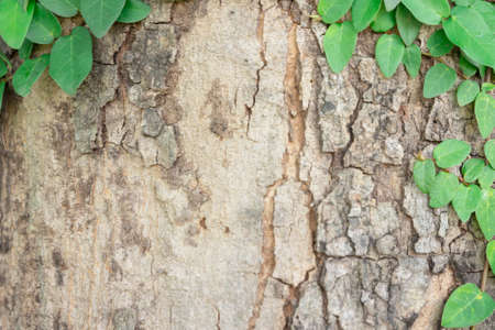 art abstract natural backgrounds with tree barkの写真素材