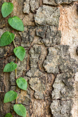 art abstract natural backgrounds with tree barkの写真素材