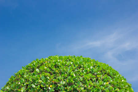 green leaf tree on sky backgroundの写真素材