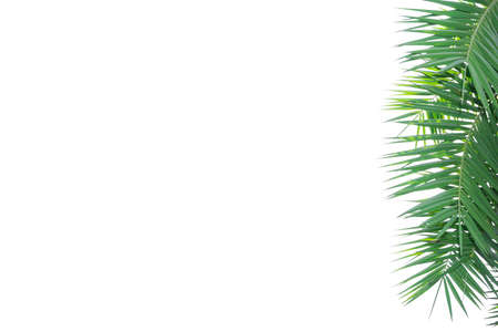 Green leaf of sago palm tree isolated on whiteの写真素材