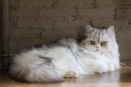 Peaceful  tabby cat male kitten curled up sleeping.の写真素材