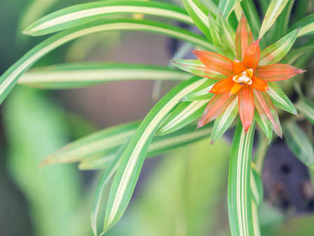 pineapple flowersの写真素材