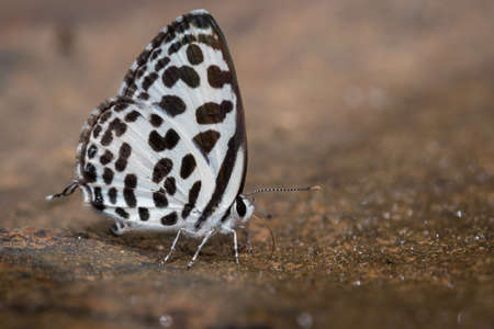 butterflybeautiful
