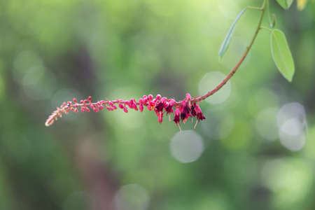 Red flowers background blur motion in nature.の写真素材