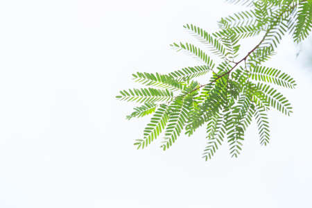 green leaves and branches