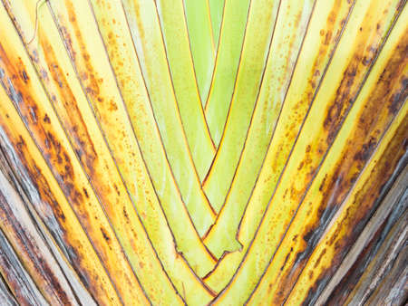 Texture of tree bark. Palm tree. Background. Pattern of tropical Palm trunk. Traveller's- tree , Ravenala madagascariensis Palm use for background. Banana tree texture and backgroundの写真素材