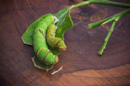 Green wormの写真素材