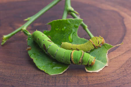 Green wormの写真素材