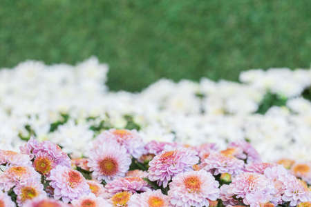 beautiful flower