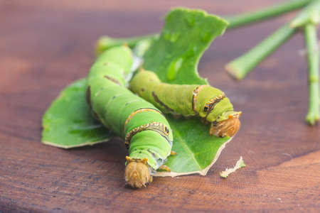 Green wormの写真素材