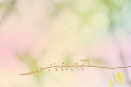Bush of small pink flowers with green leaves, selective focus