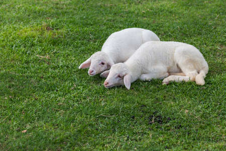 Sheep relaxing on grassの写真素材