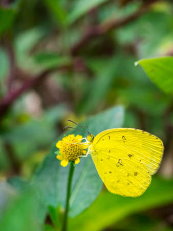 butterfly and yellow flower in natureの写真素材