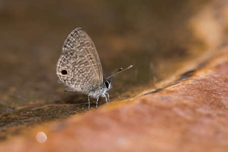 beautiful butterflyの写真素材