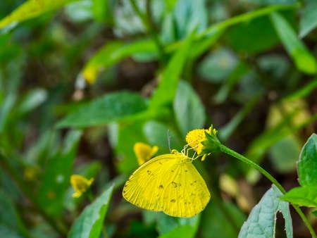 butterfly and yellow flower in natureの写真素材