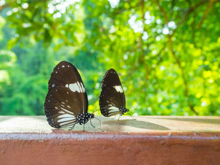 butterfly on green nature backgroundの写真素材