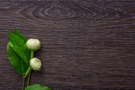 Tropical jasmine flowerの写真素材