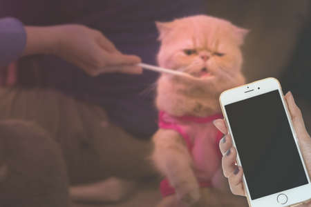 woman hand hold smart phone on blured people are feeding catsの写真素材