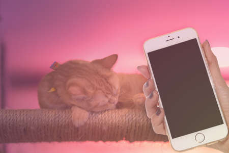 woman hand hold smart phone on peaceful orange red tabby cat male kitten curled up sleeping.の写真素材