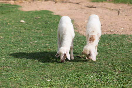 Sheep eating grassの写真素材