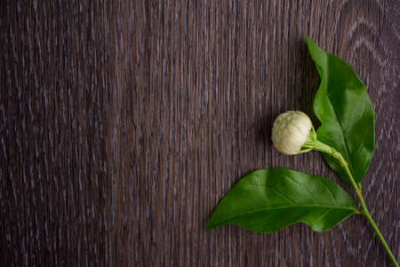 Tropical jasmine flowerの写真素材