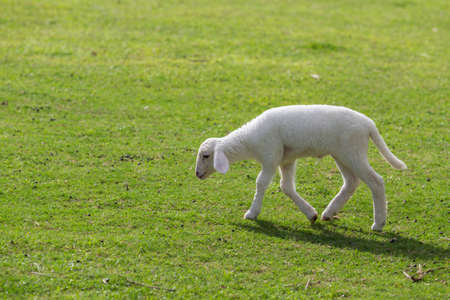 Sheep eating grass