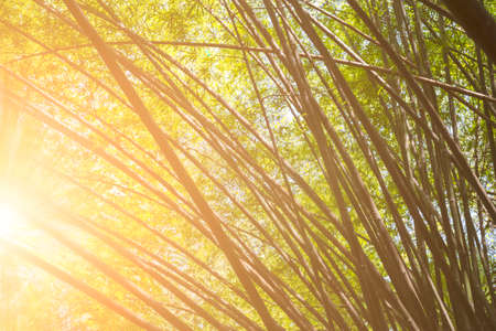 bamboo tree from Huntington gardenの写真素材