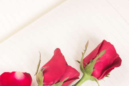 Red rose on notebook backgroundの写真素材