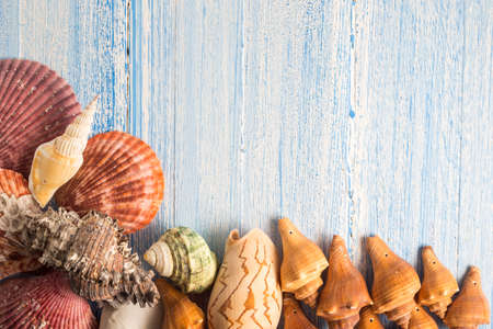 shell on wood texture background, colorful background