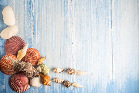 shell on wood texture background, colorful backgroundの写真素材