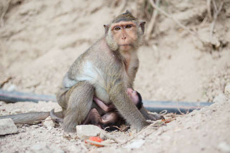 monkey drink milk