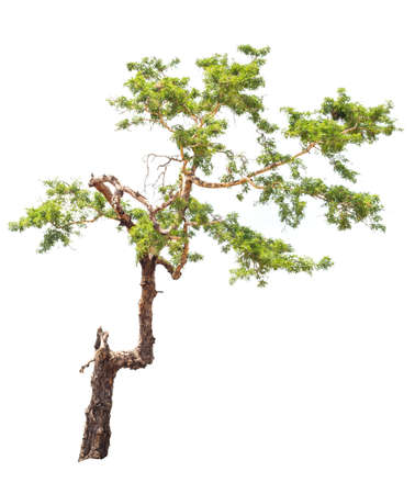 tree isolated on white backgroundの写真素材