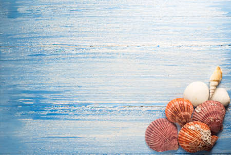 shell on wood texture background, colorful  background