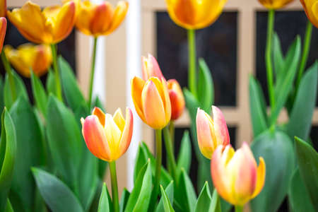 Spring tulips flowers , nature background