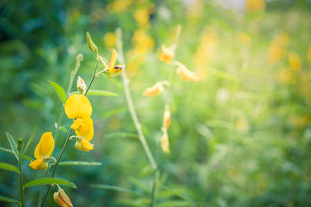 closeup yellow flower blued nature background, green natural background