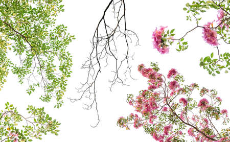 Pink Tabebuia rosea flower blooming in spring. Pink flower isolated on white background.の写真素材