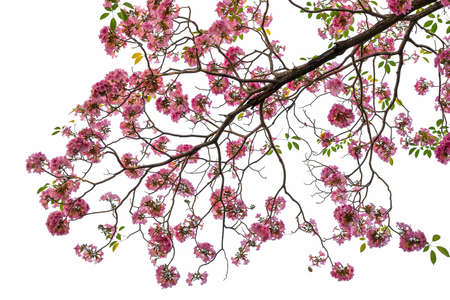 Pink Tabebuia rosea flower blooming in spring. Pink flower isolated on white background.