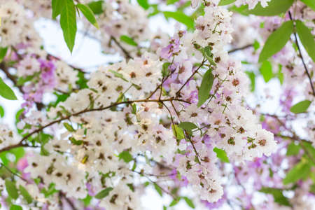 Lagerstroemia floribunda flower, also known as Thai crape myrtle and kedah bungor, is a species of flowering plant in the Lythraceae family. It is native of the tropical region of Southeast Asiaの写真素材