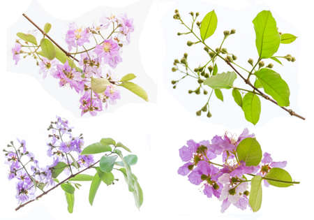 Lagerstroemia floribunda flower isolated on white, also known as Thai crape myrtle and kedah bungor, is a species of flowering plant in the Lythraceae family. It is native of the tropical region of Southeast Asiaの写真素材