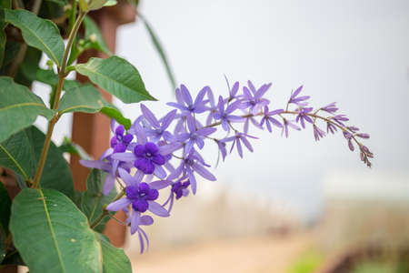 Purple Wreath Flowerの写真素材